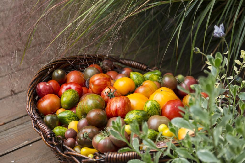 Tomato - German Baptist Heirloom Slicer